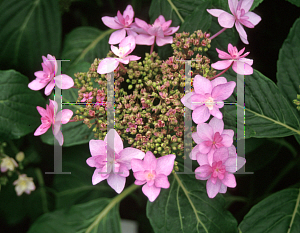 Picture of Hydrangea macrophylla 'Izu No Hana'