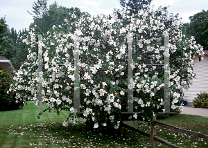 Picture of Hibiscus syriacus 'White'