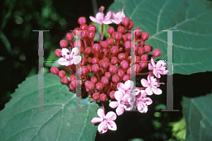 Picture of Clerodendrum bungei 