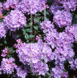 Picture of Rhododendron (subgenus Rhododendron) 'Biloxi Blues'