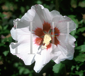 Picture of Hibiscus syriacus 'Mathilde(Blush Satin)'