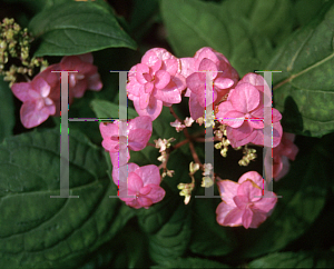 Picture of Hydrangea serrata 'Miyama Yac Muroski'