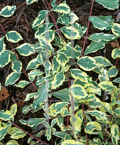 Picture of Lonicera periclymenum 'Harlequin'