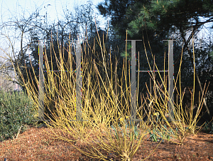 Picture of Salix x rubens 'Basfordiana'