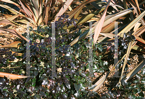 Picture of Mahonia aquifolium 'Apollo'