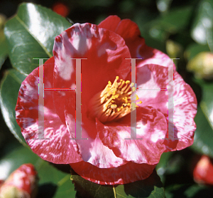 Picture of Camellia japonica 'Satonella'