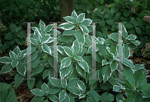 Picture of Hydrangea macrophylla 'Variegata'