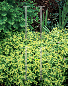 Picture of Spiraea japonica 'Dakota Goldcharm'