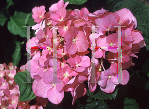 Picture of Hydrangea macrophylla 'Todi'