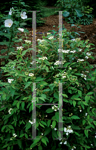 Picture of Viburnum plicatum f. tomentosum 'Wantanabei'