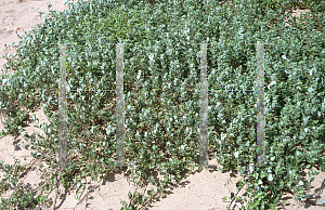 Picture of Vitex rotundifolia 'Wild Korea'