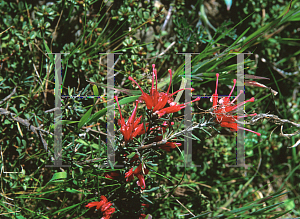 Picture of Grevillea lavandulacea 
