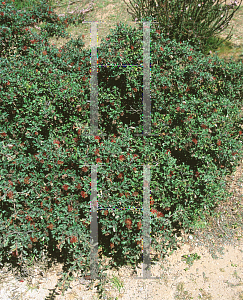 Picture of Grevillea aquifolium 