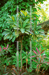 Picture of Codiaeum variegatum 