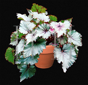 Picture of Begonia rex cultorum hybrids 