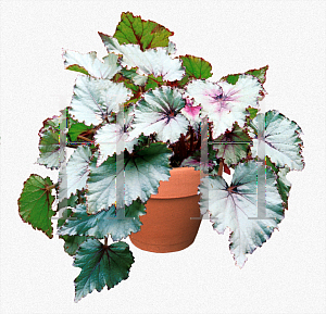 Picture of Begonia rex cultorum hybrids 