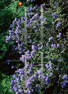 Picture of Ceanothus x 'Knowles Ryerson'