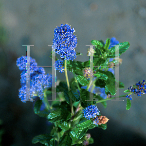 Picture of Ceanothus x 'Joyce Coulter'