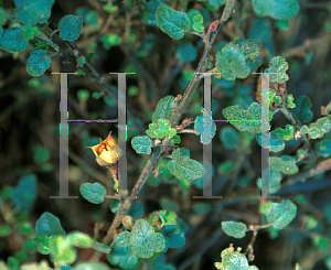 Picture of Fremontodendron californicum ssp. decumbens 