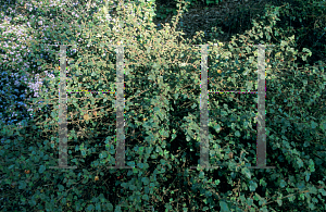 Picture of Fremontodendron californicum ssp. decumbens 