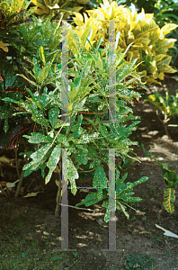 Picture of Codiaeum variegatum 