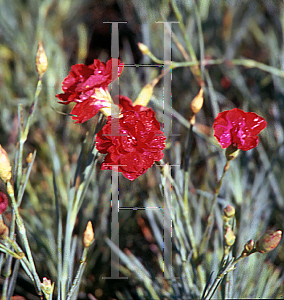 Picture of Dianthus x allwoodii 'War Bonnet'