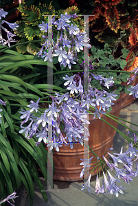 Picture of Agapanthus  'Peter Pan'