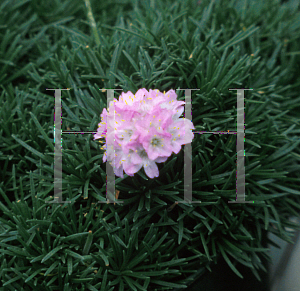 Picture of Armeria  'Victor Reiter'