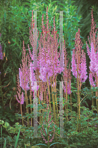 Picture of Astilbe chinensis var. taquetii 