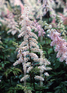 Picture of Astilbe chinensis 'Finale'