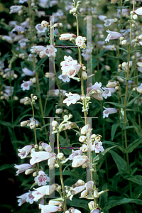 Picture of Penstemon  'Mother of Pearl'