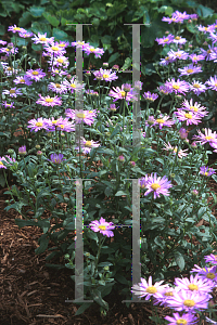 Picture of Aster x frikartii 'Flora's Delight'