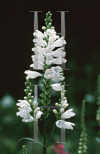 Picture of Physostegia virginiana 'Miss Manners'