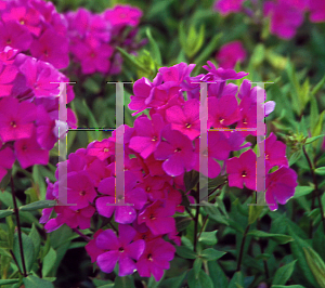 Picture of Phlox x arendsii 'Anja'