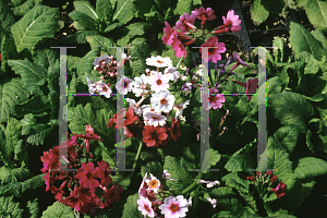 Picture of Primula japonica 