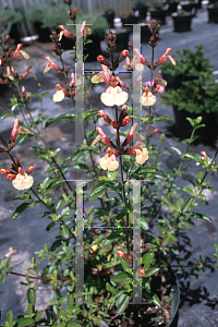 Picture of Salvia greggii 'Sierra San Antonio'