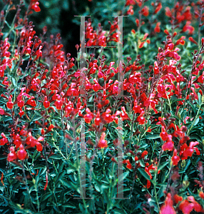 Picture of Salvia greggii 'Red'