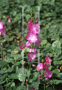 Picture of Sidalcea x 'Party Girl'