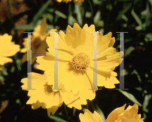 Picture of Coreopsis grandiflora 'Walcoreop(Flying Saucers )'