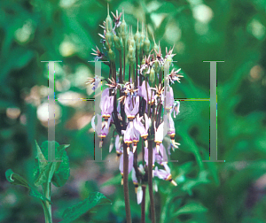 Picture of Dodecatheon hendersonii 