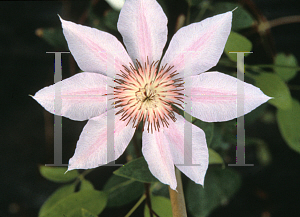 Picture of Clematis (z)(Lanuginosa Group) 'Nelly Moser'