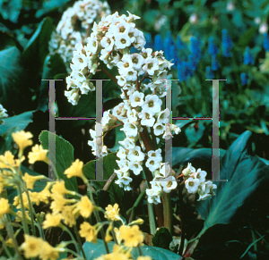 Picture of Bergenia cordifolia 'Bressingham White'