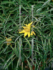 Picture of Dymondia margaretae 