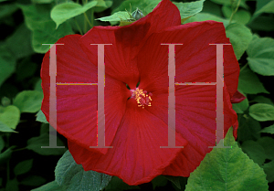 Picture of Hibiscus moscheutos 'Disco Belle Red'