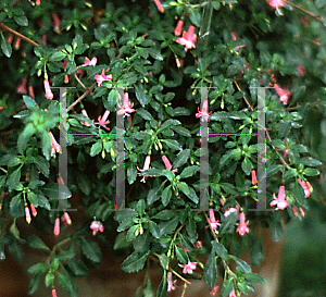 Picture of Fuchsia thymifolia 