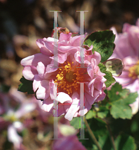 Picture of Anemone hupehensis var. japonica 'Party Dress'