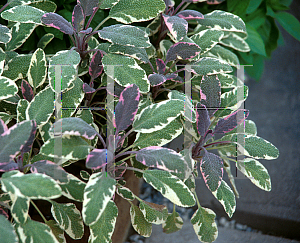 Picture of Salvia officinalis 'Tricolor'
