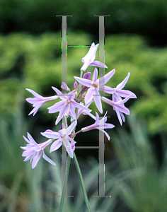 Picture of Tulbaghia violacea 'Silver Lace'