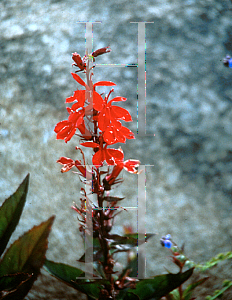 Picture of Lobelia cardinalis 
