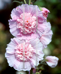 Picture of Alcea rosea 'Chater's Double'